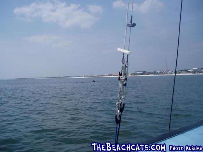 2005-09-02 Sail (28) - Dolphins
