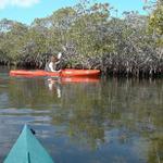 Kayaking in the Mangrove channels in John Pennykamp State Park