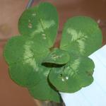 6 leaf clover for extra luck!