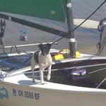 Scrappy - The Hobie Dog