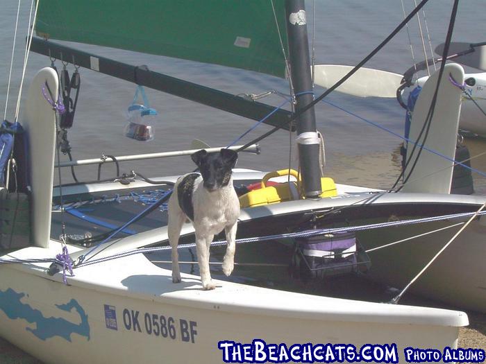 Scrappy - The Hobie Dog