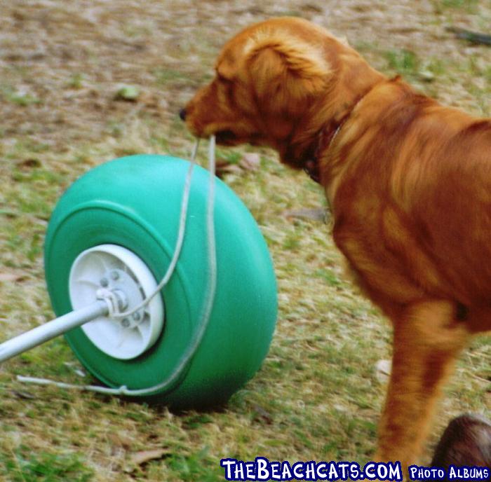 Cody is the official beach wheel retreiver at Rick's Place