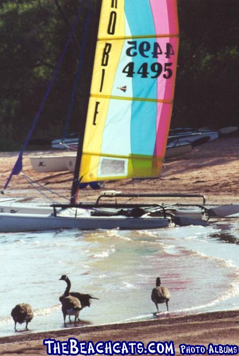 Pirates Cove - Canadian Geese Friends