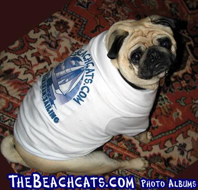 The Official Beachcats Dog Shirt