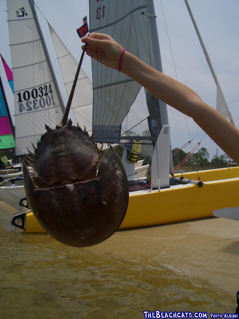 That's a big horseshoe crab