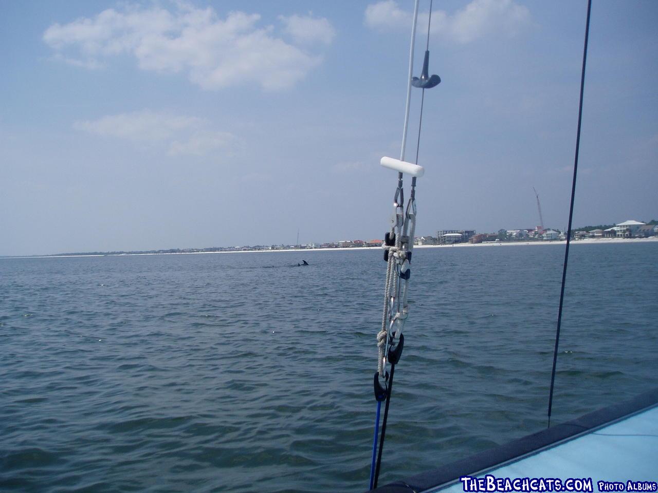 2005-09-02 Sail (28) - Dolphins
