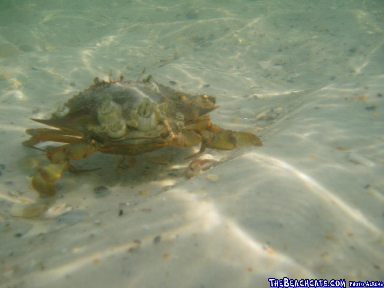 2006-09-01 Crusty Crab