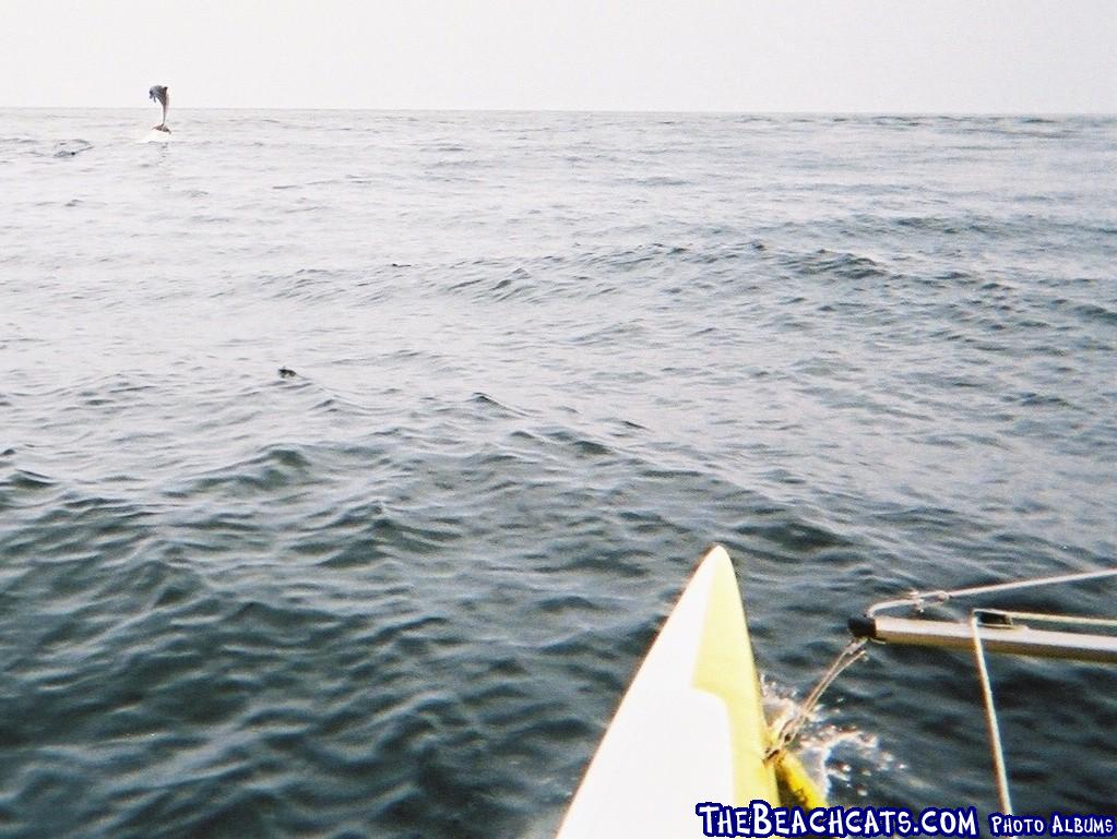 Dolphin jumping