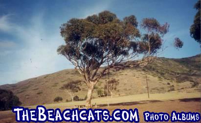 Tree-swing and table on Catalina's Isthmus