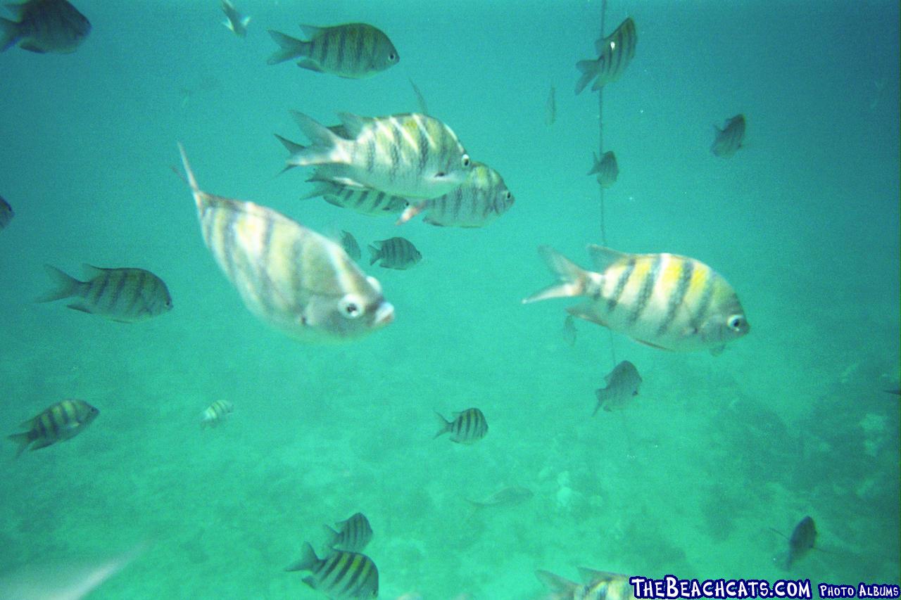 snork fish the caves