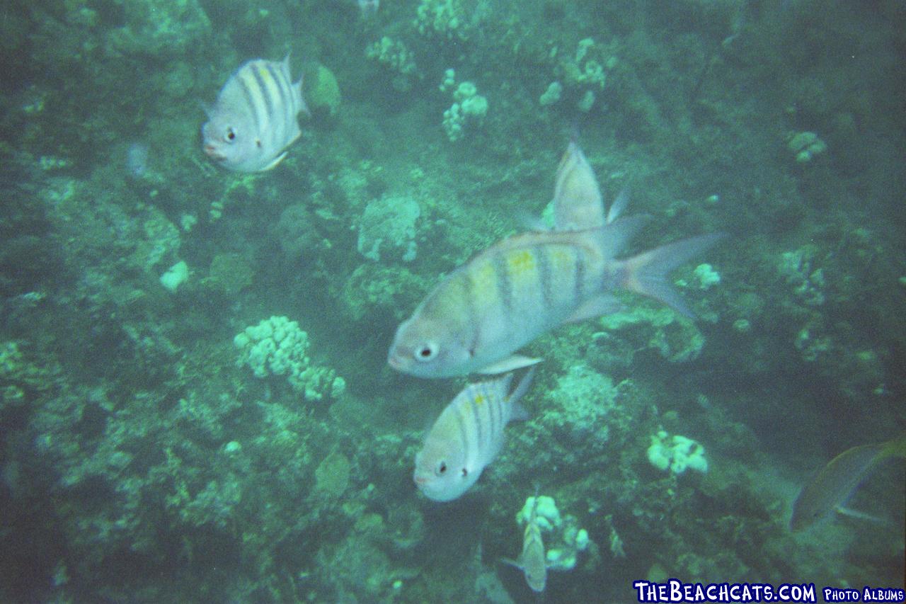 fish at the cave