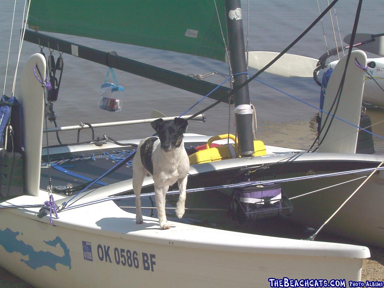 Scrappy - The Hobie Dog