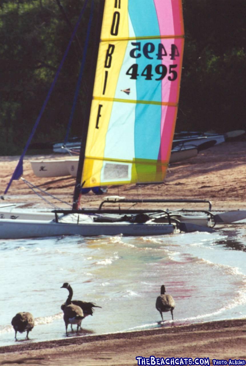 Pirates Cove - Canadian Geese Friends