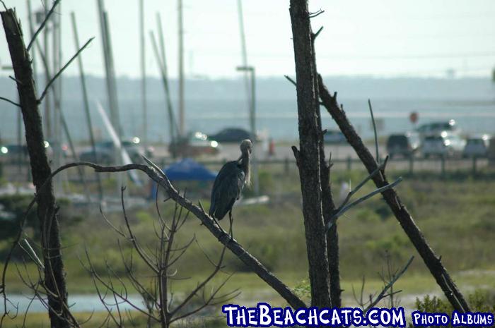 Big bird watches the action