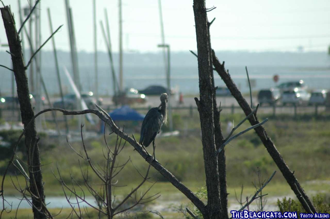 Big bird watches the action