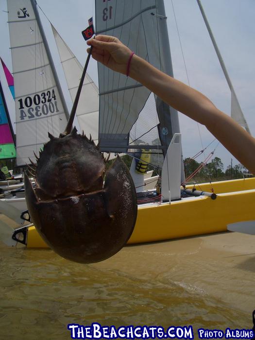 That's a big horseshoe crab