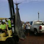 Shark Pensacola Beach	