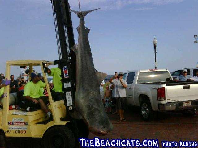 Shark Pensacola Beach	