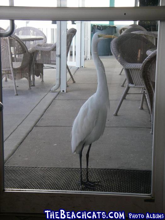 2006 Clearwater Beach Regatta